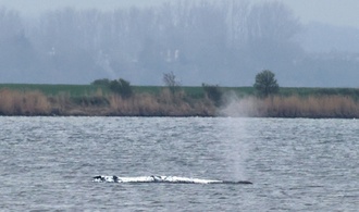 Wal vor Insel Poel: Helfer können Rettungsversuch starten