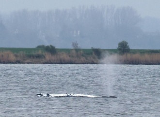 Wal vor Insel Poel: Helfer können Rettungsversuch starten