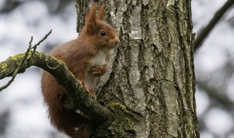 Eichhörnchen ist Gartentier des Jahres 2026