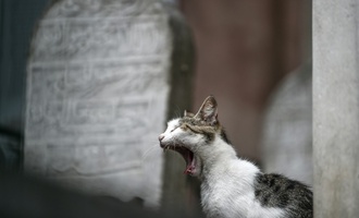 EU-Parlament stimmt über Regeln zum Schutz von Hunden und Katzen ab