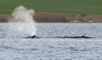 Abtransport von Buckelwal in offenes Meer kann Backhaus zufolge starten