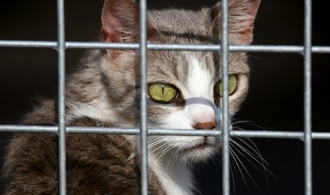 Hunde und Katzen: EU-Parlament beschließt Chip-Pflicht gegen illegalen Handel
