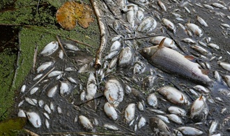 Umweltkriminalität soll künftig härter bestraft werden können