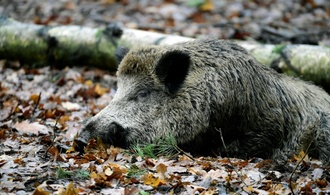 Anhänger mit acht Wildschweinkadavern auf Wanderparkplatz: Polizei ermittelt