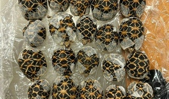 Reisende mit 30 Schildkröten unter der Kleidung am Bangkoker Flughafen erwischt