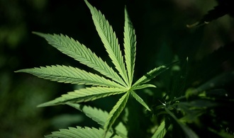 Verdächtiger Stromverbrauch führt Polizei zu Cannabisplantage mit 1400 Pflanzen