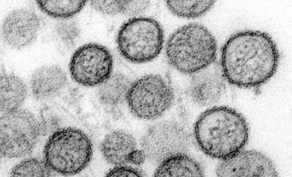 WHO: Hantavirus auf Schiff wurde von Mensch zu Mensch übertragen
