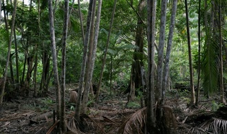 Studie: Abholzung macht Amazonas deutlich anfälliger für Klimaschäden als gedacht