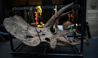 Dinosaurierschädel in Millionenwert: Spezialabfertigung bei Zoll in Bayern