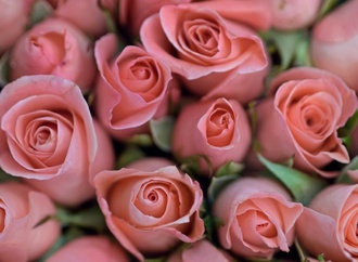 Bitkom-Umfrage: Jeder Fünfte bestellt Blumen zu Muttertag online