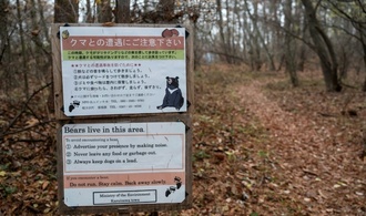 Zahl der Bären-Sichtungen in Japan binnen zwei Jahren mehr als verdoppelt
