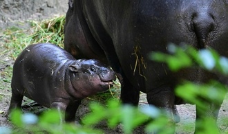Erneut Zwergflusspferd in Berliner Zoo geboren