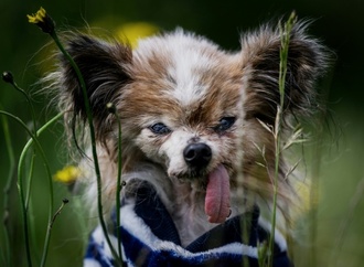 Womöglich ältester Hund der Welt im Alter von 30 Jahren in Frankreich gestorben
