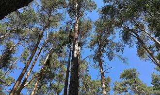 Waldzustand in Deutschland bleibt kritisch