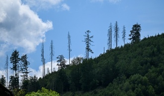 Zustand deutscher Wälder unverändert schlecht - Umweltverbände kritisieren Rainer