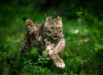 Frau erschlägt geschützten Luchs nach Hühnerangriff: Bewährungsstrafe