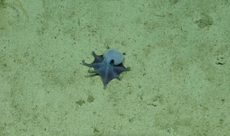 Klein, blau und dicke Ärmchen: Neue Oktopus-Art vor Galápagos-Inseln entdeckt