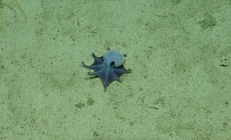 Klein, blau und dicke Ärmchen: Neue Oktopus-Art vor Galápagos-Inseln entdeckt