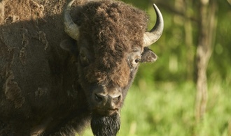 Mann verirrt sich auf Suche nach verlorenem Schuh in Münchner Bisongehege