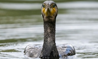 Fischfresser: Mehrere EU-Länder wollen Jagd auf Kormorane erlauben
