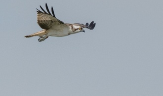 Entwichener Habicht attackiert Menschen in Thüringen - auch Fasan flüchtig