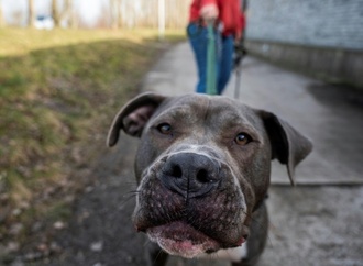 84-Jähriger in Baden-Württemberg bei Hundeattacke an Hals schwer verletzt
