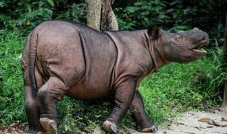 Indonesien will letztes Borneo-Nashorn einfangen und künstlich befurchten