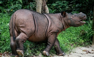 Indonesien will letztes Borneo-Nashorn einfangen und künstlich befurchten
