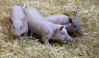 600 Ferkel ohne Wasser: Autobahnpolizei stoppt Tiertransport bei Hitze in Bayern