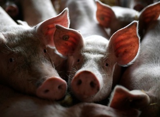 Weniger schweinehaltende Betriebe - Zahl der Tiere aber steigend