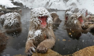 Schlechtes Benehmen von Touristen: Schneeaffenpark in Japan begrenzt Besucherzahl
