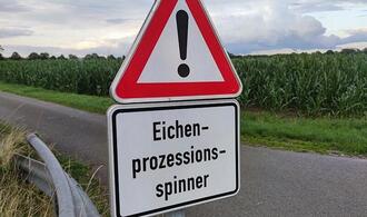 Ministerium: Gifteinsatz gegen Eichenprozessionsspinner möglich