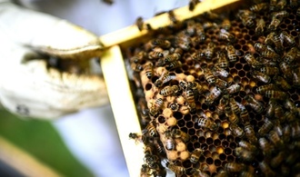 Frankreich debattiert erneut über die Wiederzulassung von Bienenkillern