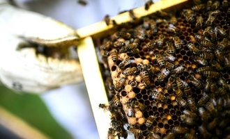Frankreich debattiert erneut über die Wiederzulassung von Bienenkillern