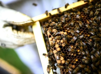 Frankreich debattiert erneut über die Wiederzulassung von Bienenkillern