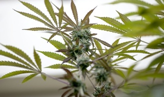 RKI: Cannabiskonsum bei jungen Männern steigt weiter an