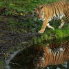 Nach Tigerausbruch in Sachsen: Behörden holen sechs Tiere aus Gehege
