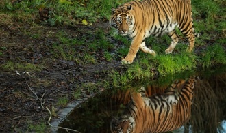 Nach Tigerausbruch in Sachsen: Behörden holen sechs Tiere aus Gehege