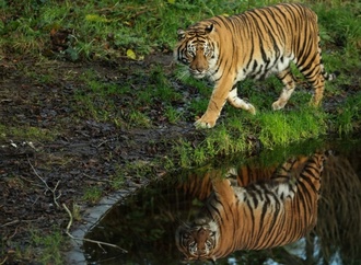 Nach Tigerausbruch in Sachsen: Behörden holen sechs Tiere aus Gehege