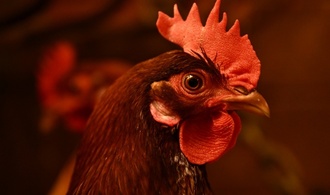 Gefügel und Schweine: Brüssel stellt strengere Tierschutzregeln in Aussicht