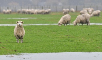 Ausgebüxter Schafbock bedient sich an Gurken: Polizeieinsatz in Thüringen