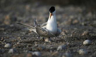 Vogelgrippe-Virusvariante H5 erstmals bei australischem Meeresvogel nachgewiesen