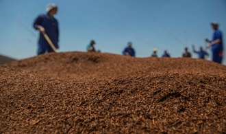 Südafrikanischer Rooibos-Tee reist zu Forschungszwecken ins All