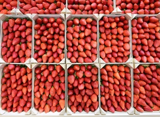 Deutlich niedrigere Ernte von Freiluft-Erdbeeren erwartet - auch weniger Spargel