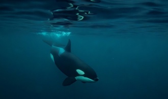 Forschungsbericht: Orcas zerfetzen Fische ''zum Spaß''