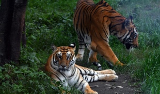 Erhebung: Tigerpopulation in Nepal auf 429 gestiegen