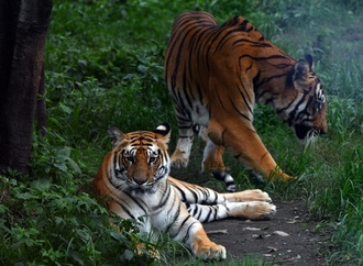 Erhebung: Tigerpopulation in Nepal auf 429 gestiegen