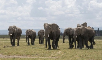 In Nationalpark in Kenia verendete Elefanten erlagen offenbar Pestizid-Vergiftung