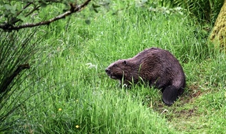 Baum gefällt: Biber blockiert in Sachsen vorübergehend Bahngleise