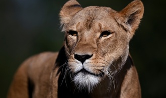 Vermutlich Hitzschlag: Drei Löwinnen in Zoo in Tokio gestorben